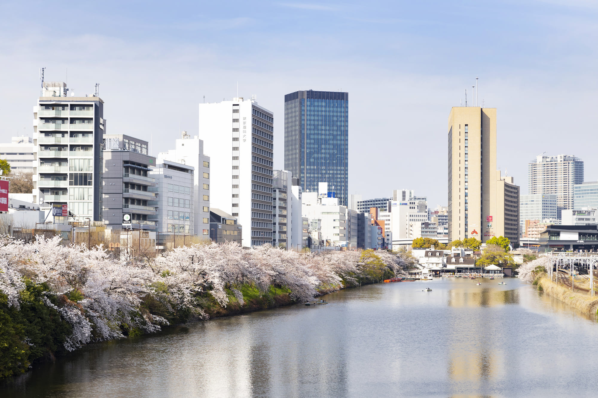 牛込濠の桜の風景　飯田橋駅方向